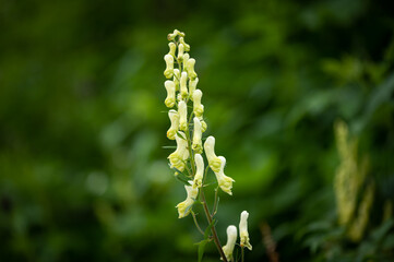 Closeup of a flowering northern wolfs bane