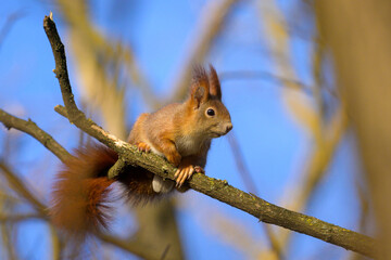 A red squirrel sitting on a tree in winter