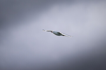 A black headed gull in flight on a cloudy day in winter