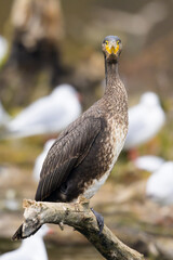 A young great cormorant resting on a branch