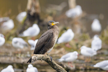 A young great cormorant resting on a branch