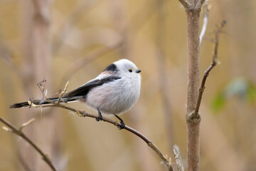 A long tailed tit sitting on a small twig