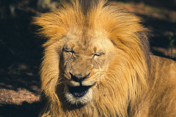 Male Lion
