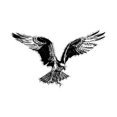 flying eagle vector design illustration