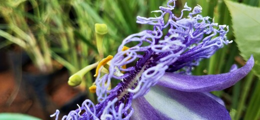 Passion flower in closeup, amazing closeup passion flower in nature.  wild Passion flower with green leaves. Mountain flowers blooming in winter. Amazing purple passion flower in detailed view.