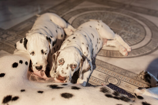 12,962 BEST Dalmatian Puppy IMAGES, STOCK PHOTOS & VECTORS | Adobe Stock
