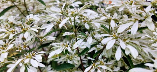 Wild white flowers in closeup, Macro closeup of white flowers in detail. Amazing white flowers with green leaves. Mountain flowers blooms in winter with amazing view. Closeup view of nature in flower 