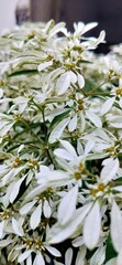 Wild white flowers in closeup, Macro closeup of white flowers in detail. Amazing white flowers with green leaves. Mountain flowers blooms in winter with amazing view. Closeup view of nature in flower 