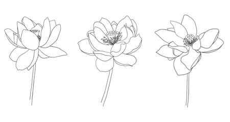 Lotus hand drawn set. Contour of Bloomed Water lily plant. Graphic Collection of lotus flowers for logo, luxury wedding invitation, packaging. Outline vector illustration isolated on white background.