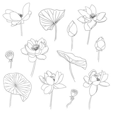 Lotus hand drawn set. Bloomed, buds and leaves. Graphic Collection of lotus flowers for logo, luxury wedding invitation, cover, packaging. Outline vector illustration isolated on white background.