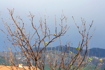 Obraz premium Small bird in a bare deciduous tree. Selective focus.