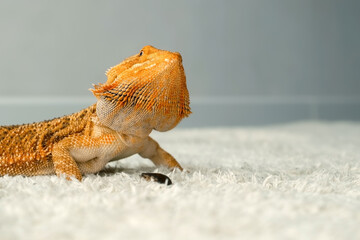 Process of feeding of bearded agama dragon with insect cockroach at home on carpet. The content of...