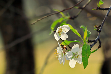 Almond blossoms with one bee on branches blurred background