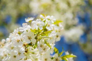 Blooming trees against the blue sky. Selective focus.