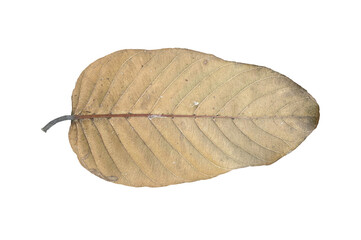 Dry leaf isolated on white background.	