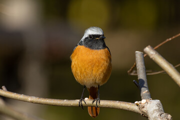見つめるジョウビタキ