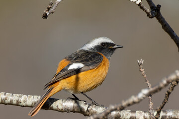 静止するジョウビタキの雄