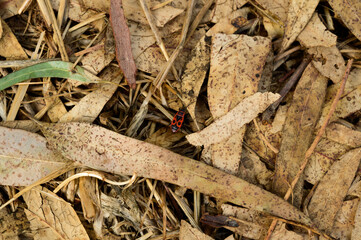 Textured Gum tree Bark euqualipt for background or screen saver