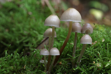 petits champignons blanc très fin, probablement un mycène