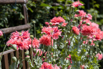 Red fringed poppy, Papaver lacinatum (Chrimson Feathers) and its beautiful flower.