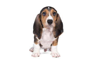 French basset artesien normand puppy standing and seen from the front isolated on a white background