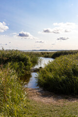 the flooded and green shore of the Achterwasser in Zempin on the island of Usedom in the Baltic Sea - obrazy, fototapety, plakaty