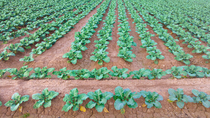 Vega Baja del Segura - Orihuela - Paisajes de la sierra, la huerta y sus detalles.