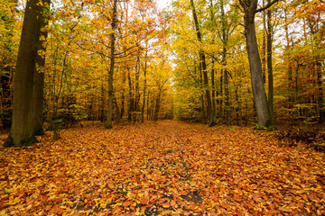 autumn in the park