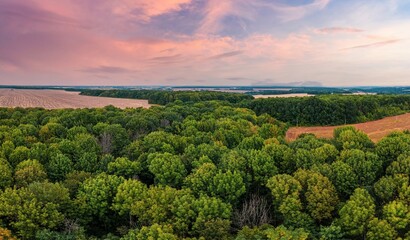 Dense green forest with high trees near harvested fields