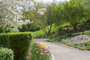 spring landscape city park munich, blooming apple tree and tulip flower bed, parkway Westpark