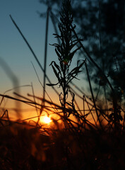 Fototapeta premium paisaje de amanecer en verano en el campo