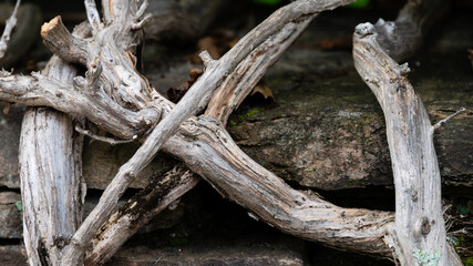 Nature abstract: Gnarled Weathered Ancient Vines Climbing the Hidden Stone Wall