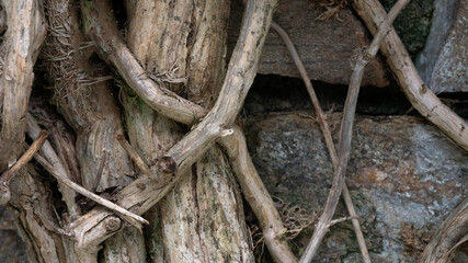 Nature abstract: Gnarled Weathered Ancient Vines Climbing the Hidden Stone Wall
