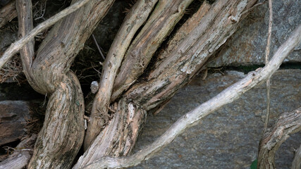 Nature abstract: Gnarled Weathered Ancient Vines Climbing the Hidden Stone Wall