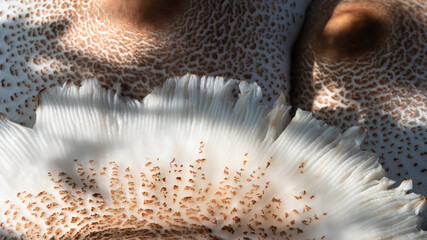 Nature Abstract: Caps of a Parasol Mushroom