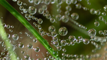 Reflections in the Tiny Drops of Dew Clinging to the Strands of a Spider’s Web