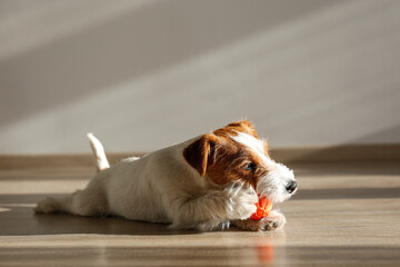 Cute four months old wire haired Jack Russel terrier puppy playing with orange rubber ball....