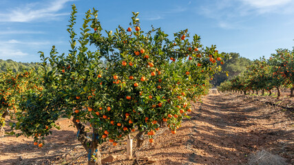 Fototapeta na wymiar Cultivation of oranges in Algar de Palancia Community Valencian, near Valencia Spain. Harvest of oranges.