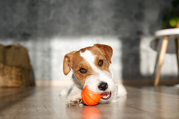 Cute four months old wire haired Jack Russel terrier puppy playing with orange rubber ball....