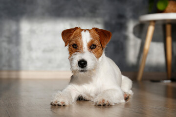 Cute four months old wire haired Jack Russel terrier puppy looking up. Adorable rough coated pup sitting on a hardwood floor. Close up, copy space, wood textured background.