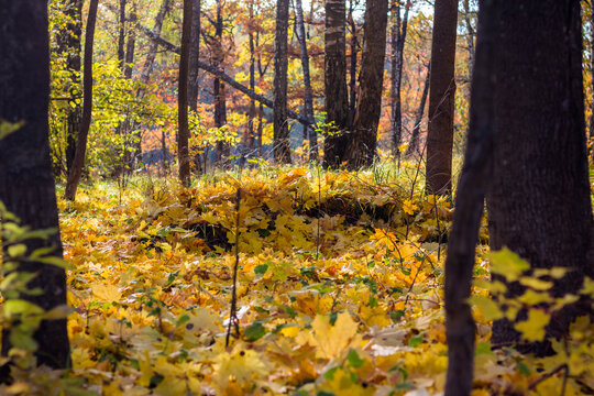 Autumn forest view. Ground covered with yellow maple leaves in a birch grove