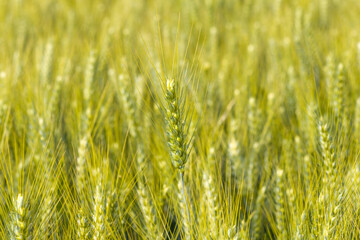 Ears of wheat in the French countryside in Europe, France, Isere, the Alps, in summer on a sunny...