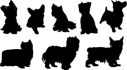 Yorkshire Terrier Dog Silhouette Bundle SVG
