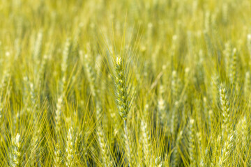 Ears of wheat in the French countryside in Europe, France, Isere, the Alps, in summer on a sunny day.
