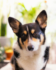 Cute black headed tri color Pembroke Welsh Corgi with large ears sitting in a brightly lit room with natural light