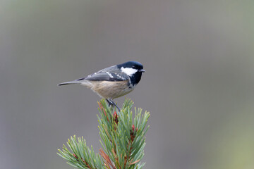 Coat tit, Periparus ater