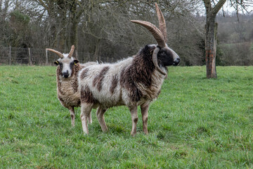 Obraz premium bélier mouton de Jacob et sa brebis