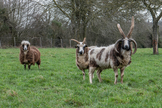moutons de Jacob  en hiver