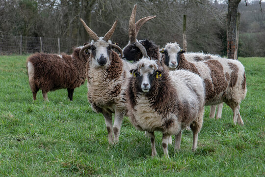 moutons de Jacob dans une prairie