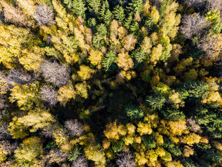 Yellowed tree crowns in the autumn forest from a height